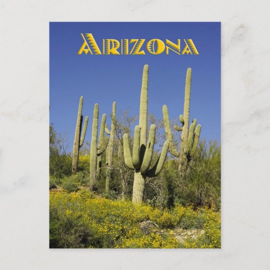 Saguaro cacti en gele wilde bloemen, Arizona Briefkaart (Voorkant)