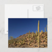 Saguaro cacti en Tucson Mountains, Tucson Briefkaart (Voorkant / Achterkant)