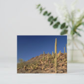Saguaro cacti en Tucson Mountains, Tucson Briefkaart (Staand voorkant)