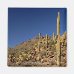 Saguaro cacti en Tucson Mountains, Tucson Magneet
