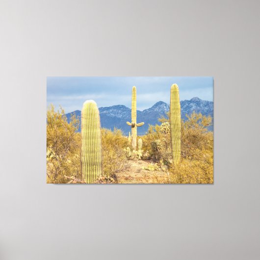 Saguaro Cacti in Desert Landscape Canvas Afdruk (Voorkant)