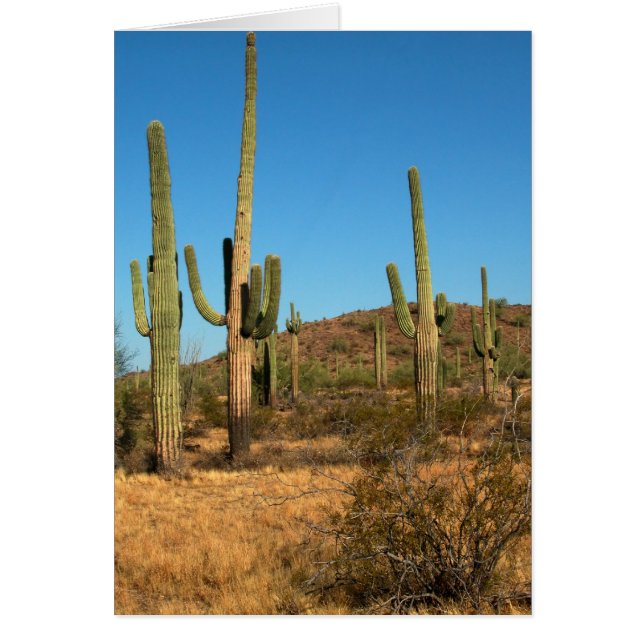 Saguaro cactus (Voorkant)