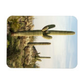 Saguaro Cactus, Arizona, Verenigde Staten Magneet (Horizontaal)