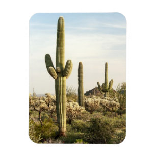 Saguaro Cactus, Arizona, Verenigde Staten Magneet