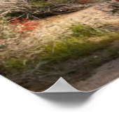 Saguaro Cactus, Arizona, Verenigde Staten Poster (Hoek)