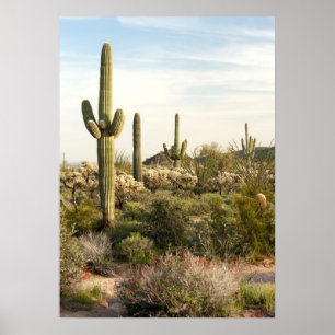 Saguaro Cactus, Arizona, Verenigde Staten Poster
