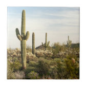 Saguaro Cactus, Arizona, Verenigde Staten Tegeltje (Voorkant)