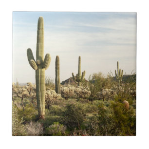 Saguaro Cactus, Arizona, Verenigde Staten Tegeltje