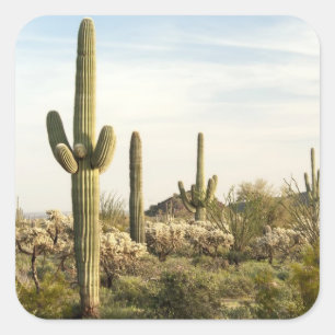 Saguaro Cactus, Arizona, Verenigde Staten Vierkante Sticker