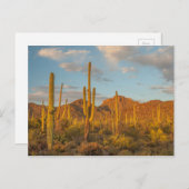Saguaro cactus at sunset, Arizona Briefkaart (Voorkant / Achterkant)