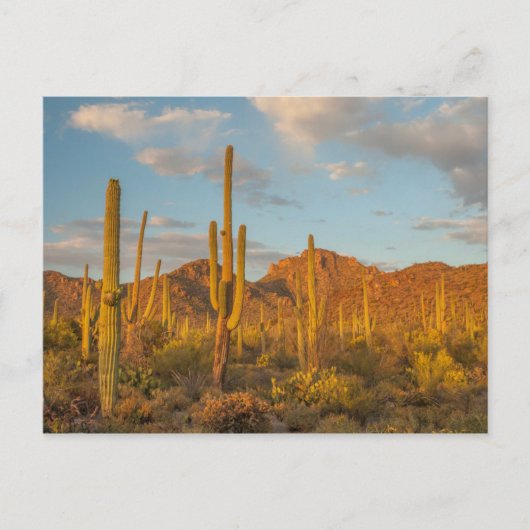 Saguaro cactus at sunset, Arizona Briefkaart (Voorkant)