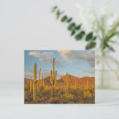 Saguaro cactus at sunset, Arizona Briefkaart (Staand voorkant)