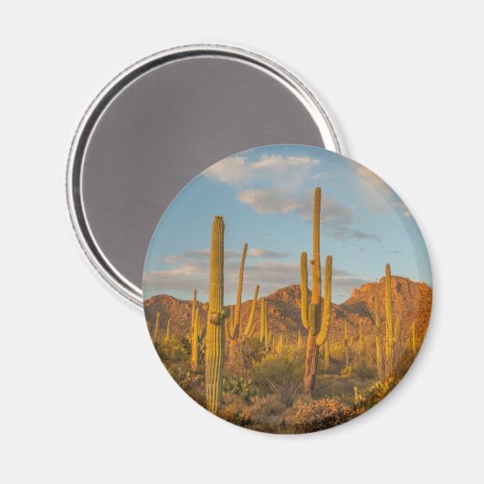 Saguaro cactus at sunset, Arizona Magneet (Voorkant / Achterkant)