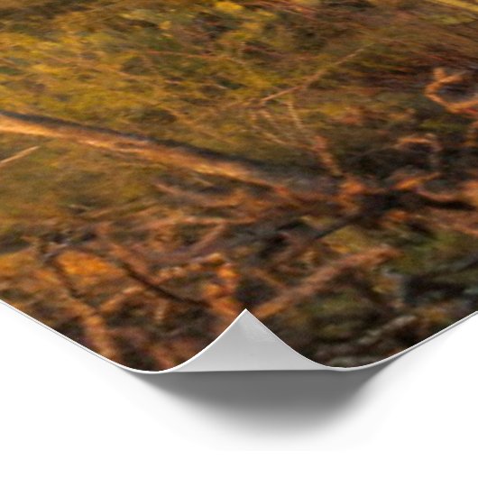 Saguaro cactus at sunset, Arizona Poster (Hoek)