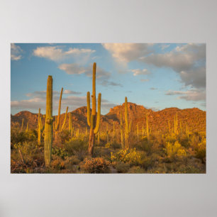 Saguaro cactus at sunset, Arizona Poster