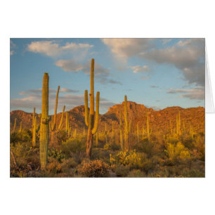 Saguaro cactus bij zonsondergang, Arizona
