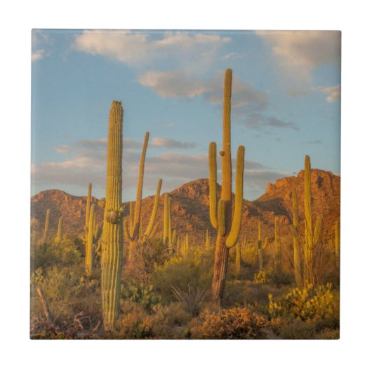 Saguaro cactus bij zonsondergang, Arizona Tegeltje (Voorkant)