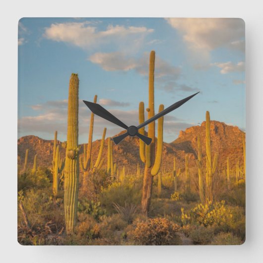 Saguaro cactus bij zonsondergang, Arizona Vierkante Klok (Voorkant)