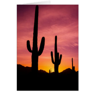 Saguaro-cactus bij zonsopgang, Arizona