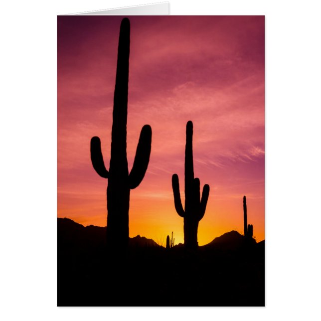 Saguaro-cactus bij zonsopgang, Arizona (Voorkant)