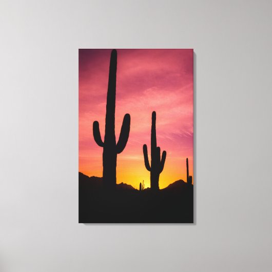 Saguaro cactus bij zonsopgang, Arizona Canvas Afdruk (Voorkant)
