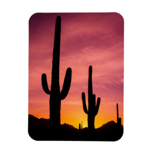 Saguaro cactus bij zonsopgang, Arizona Magneet