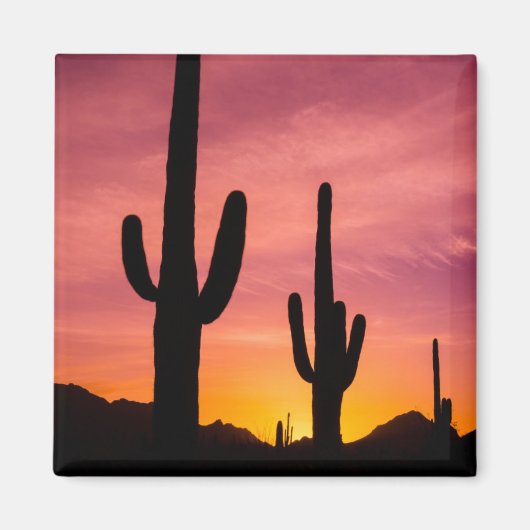Saguaro cactus bij zonsopgang, Arizona Magneet (Voorkant)