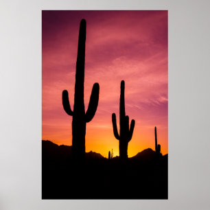 Saguaro cactus bij zonsopgang, Arizona Poster