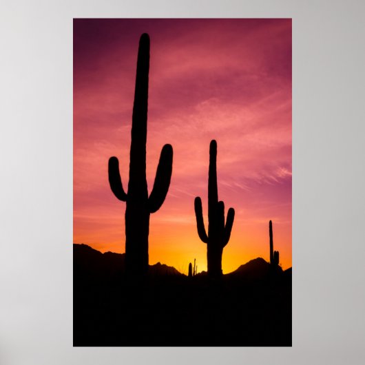 Saguaro cactus bij zonsopgang, Arizona Poster (Voorkant)