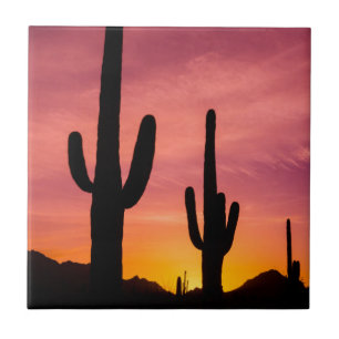Saguaro cactus bij zonsopgang, Arizona Tegeltje
