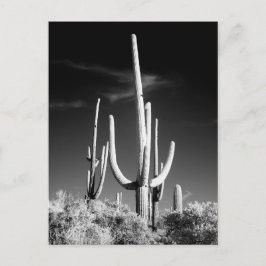Saguaro Cactus Black en White Photo Arizona Briefkaart
