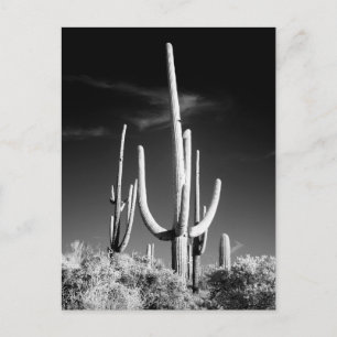 Saguaro Cactus Black en White Photo Arizona Briefkaart