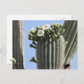 Saguaro Cactus Blooms Briefkaart (Voorkant / Achterkant)
