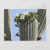 Saguaro Cactus Blooms Briefkaart (Voorkant)