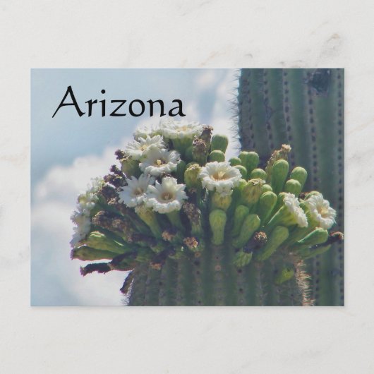 Saguaro cactus blooms briefkaart, Arizona Briefkaart (Voorkant)