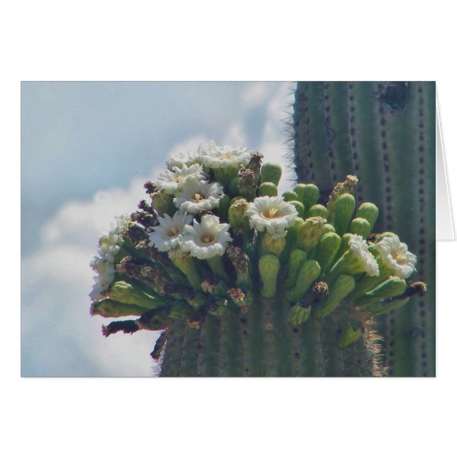saguaro cactus blooms card (Voorkant Horizontaal)