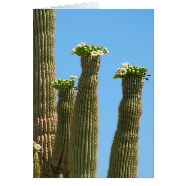 Saguaro Cactus Blossom (Voorkant)