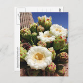 Saguaro Cactus Blossom - Arizona State Flower Briefkaart (Voorkant / Achterkant)