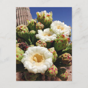 Saguaro Cactus Blossom - Arizona State Flower Briefkaart