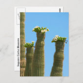 Saguaro Cactus Blossom Briefkaart (Voorkant / Achterkant)