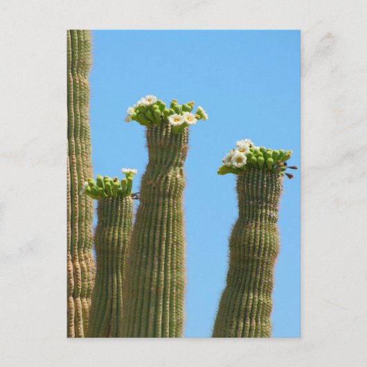 Saguaro Cactus Blossom Briefkaart (Voorkant)