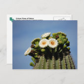 Saguaro Cactus Blossoms Briefkaart (Voorkant / Achterkant)