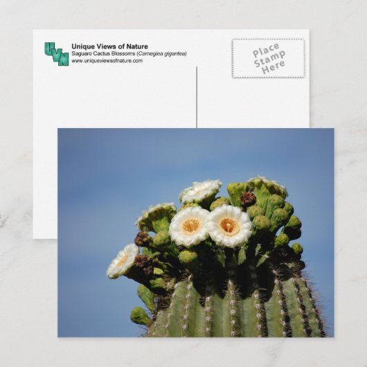 Saguaro Cactus Blossoms Briefkaart (Voorkant / Achterkant)