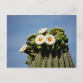 Saguaro Cactus Blossoms Briefkaart (Voorkant)