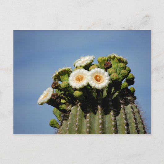 Saguaro Cactus Blossoms Briefkaart (Voorkant)
