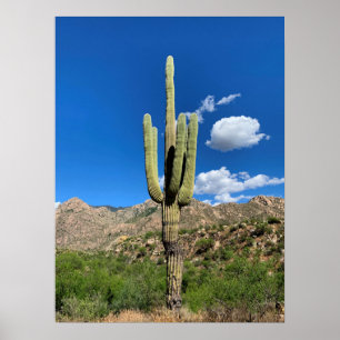 Saguaro Cactus Blue Skies Arizona Poster
