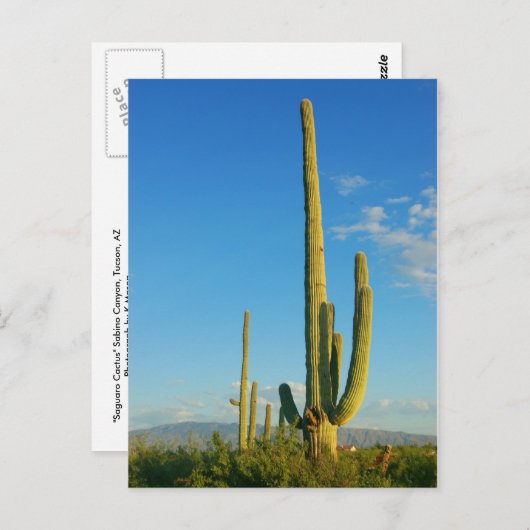 Saguaro Cactus Briefkaart (Voorkant / Achterkant)