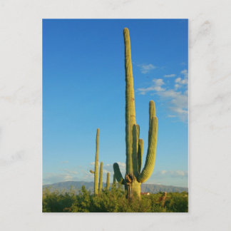 Saguaro Cactus Briefkaart