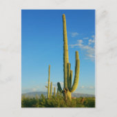 Saguaro Cactus Briefkaart (Voorkant)