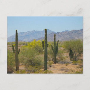 Saguaro Cactus Briefkaart